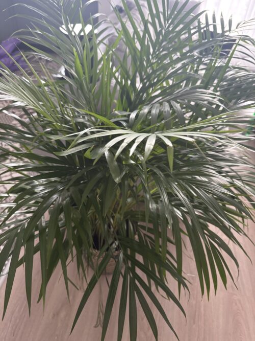 79270970-6c4f-4e59-85c3-25a137fe897f-18770-00000fa0849dcfea_file